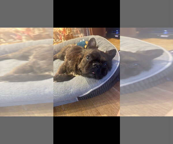 Medium Photo #7 French Bulldog Puppy For Sale in New York, NY, USA