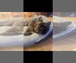 Small #6 French Bulldog