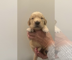 Golden Retriever Puppy for sale in CLARKSVILLE, TN, USA
