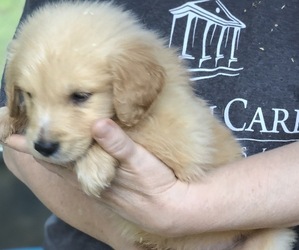 Golden Retriever Puppy for Sale in MCCOMB, Mississippi USA