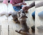 Small Photo #15 American Bully Puppy For Sale in GETTYSBURG, PA, USA