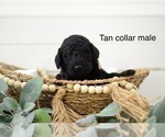 Small Photo #12 Goldendoodle Puppy For Sale in BOGALUSA, LA, USA
