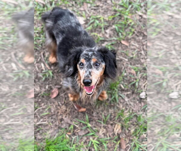 Medium Photo #1 Dachshund Puppy For Sale in Gulfport, MI, USA