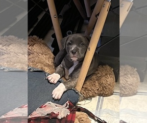 American Pit Bull Terrier Puppy for sale in MIDLOTHIAN, VA, USA