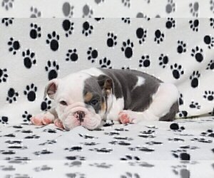 Bulldog Puppy for sale in JACKSONVILLE, FL, USA