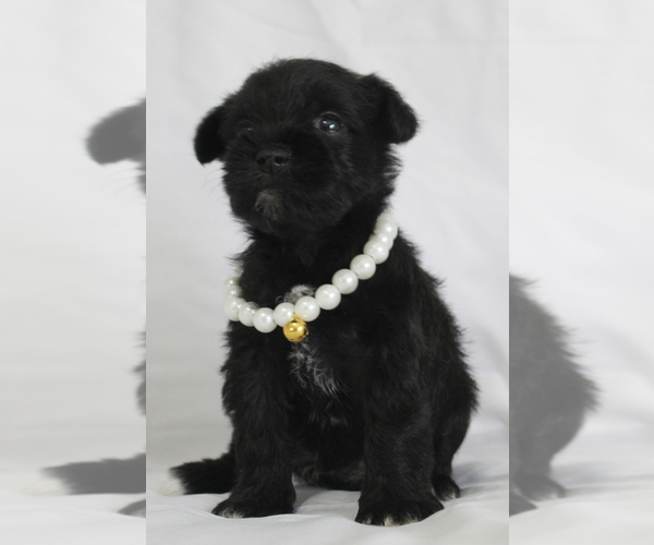 Medium Photo #3 Schnauzer (Miniature) Puppy For Sale in BROOKSVILLE, FL, USA