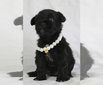 Small #2 Schnauzer (Miniature)