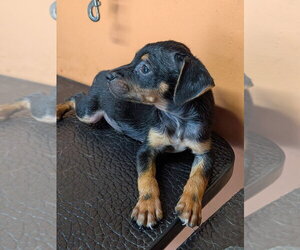 Oliver - Male Mutt Dog for Adoption - Photo #4