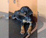 Small #3 Mutt