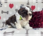 Small Photo #11 Lhasa-Poo Puppy For Sale in LAKELAND, FL, USA