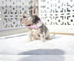 Small Photo #3 French Bulldog Puppy For Sale in RIVERSIDE, CA, USA
