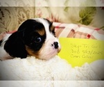 Puppy Sky Cavalier King Charles Spaniel