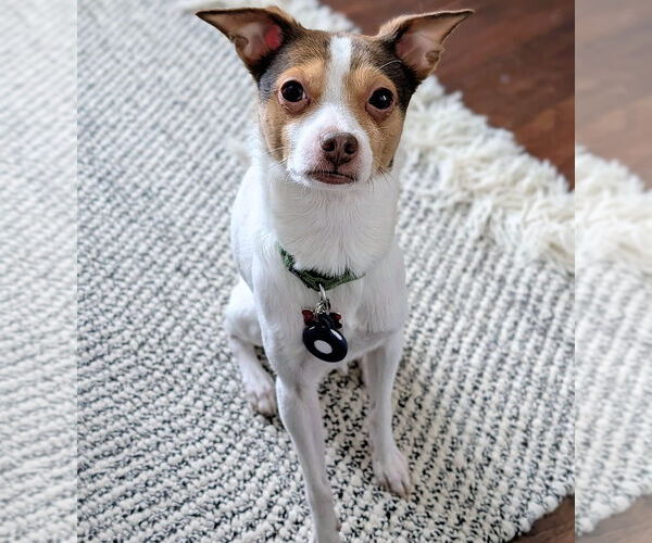 Medium Photo #4 Rat-Cha Puppy For Sale in Atlanta, GA, USA