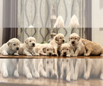 Small Photo #1 Golden Retriever Puppy For Sale in CARTHAGE, MO, USA