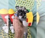 Small Photo #1 Chihuahua Puppy For Sale in NEWVILLE, PA, USA