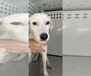 Dalmatian Dog for Adoption in Stockton, California USA