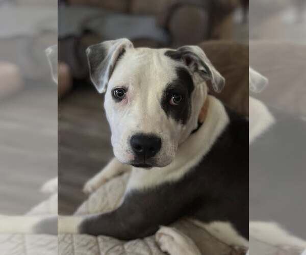 Medium Photo #1 Mutt Puppy For Sale in Greenville, SC, USA