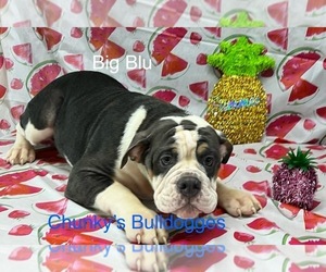 Olde English Bulldogge Puppy for sale in LORAIN, OH, USA