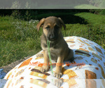 Small #2 German Shepherd Dog