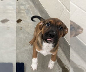 Texas Heeler-Unknown Mix Dogs for adoption in Jackson, CA, USA