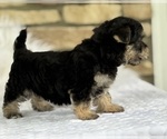Small #2 Morkie