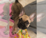 Small #5 French Bulldog