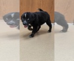 Georgie - Male Miniature Australian Shepherd Puppy for Sale - Small photo