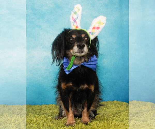 Medium Photo #4 Colonial Cocker Spaniel-Dachshund Mix Puppy For Sale in Phoenix, AZ, USA