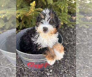 ShiChi Puppy for sale in MIDDLEBURY, IN, USA