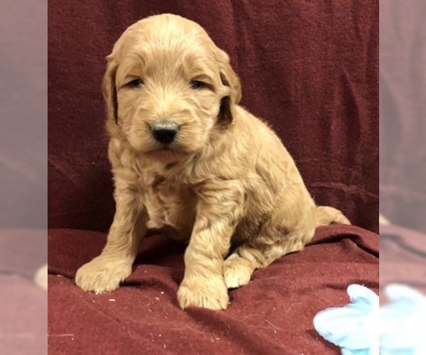 Medium Photo #5 Goldendoodle (Miniature) Puppy For Sale in CONOWINGO, MD, USA