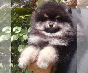 Pomeranian Puppy for sale in BEVERLY HILLS, CA, USA