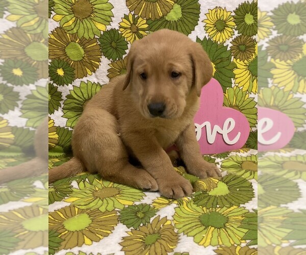 Medium Photo #7 Labrador Retriever Puppy For Sale in DALLAS, WI, USA