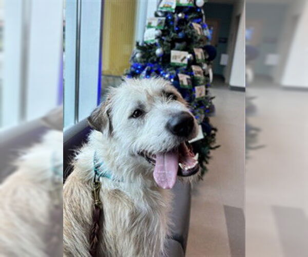 Medium Photo #2 Old English Sheepdog-Unknown Mix Puppy For Sale in Elk Grove, CA, USA