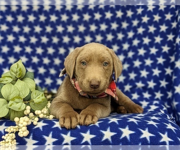 Medium Photo #6 Labrador Retriever Puppy For Sale in KINZERS, PA, USA