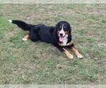 Small Photo #1 Bernese Mountain Dog Puppy For Sale in FLAT ROCK, AL, USA
