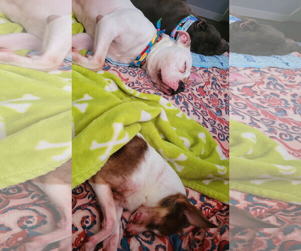 Medium Photo #19 American Staffordshire Terrier-Boxer Mix Puppy For Sale in Caribou, ME, USA
