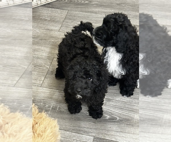 Medium Photo #2 Cavapoo (Miniature) Puppy For Sale in MEDFORD, OR, USA