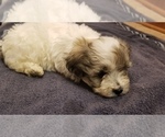 Small Photo #9 Zuchon Puppy For Sale in SHAWNEE, KS, USA