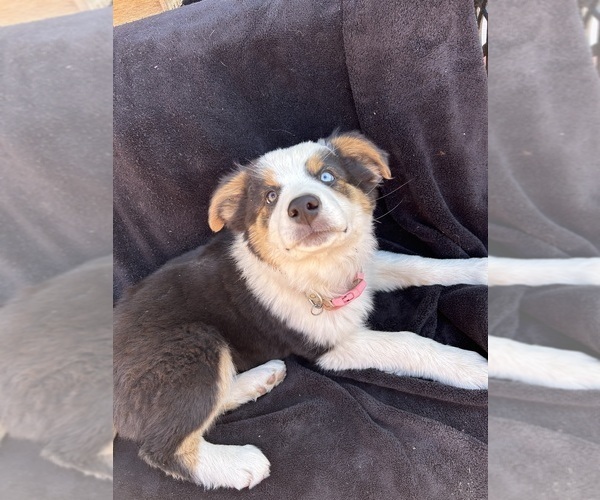 Medium Photo #3 Australian Shepherd Puppy For Sale in COTOPAXI, CO, USA
