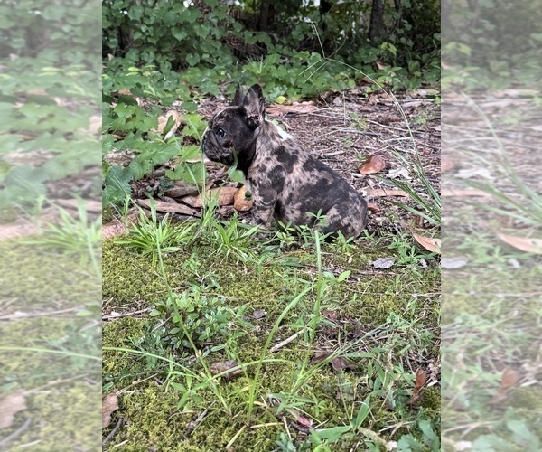 Medium Photo #3 French Bulldog Puppy For Sale in MARIETTA, GA, USA