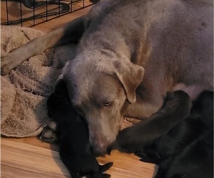 Mother of the Labrador Retriever puppies born on 05/12/2023