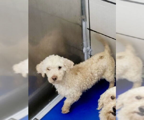 Medium Photo #3 Poodle (Miniature) Puppy For Sale in Mooresville, NC, USA