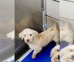 Small #2 Poodle (Miniature)