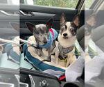 Small #11 Chihuahua