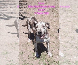 Great Dane Dogs for adoption in SHIPSHEWANA, IN, USA