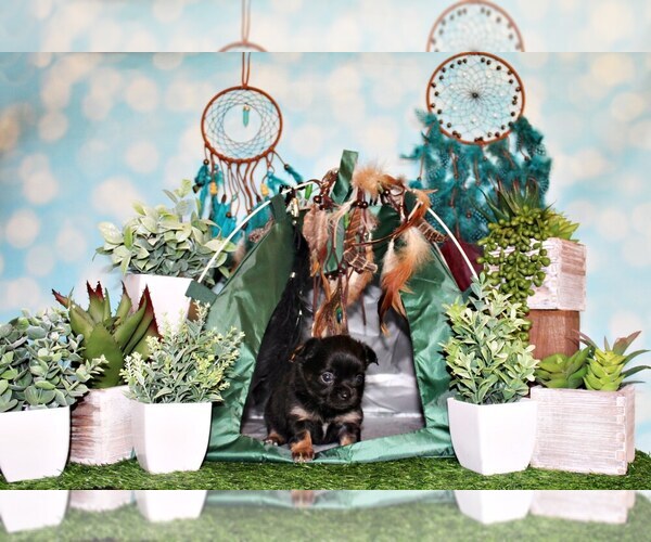 Medium Photo #41 Chihuahua Puppy For Sale in CHARLESTON, AR, USA