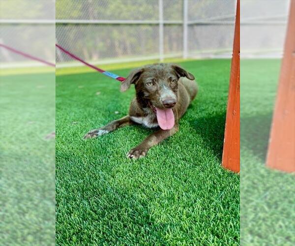 Medium Photo #1 Labrador Retriever Puppy For Sale in Baytown, TX, USA