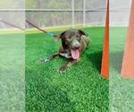 Small Labrador Retriever