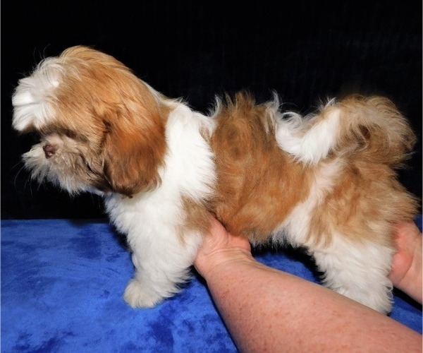 Medium Photo #7 Shih Tzu Puppy For Sale in ENKA, NC, USA