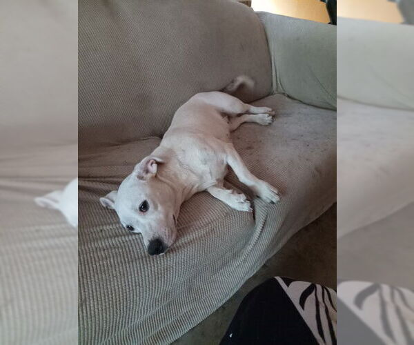 Medium Photo #1 American Staffordshire Terrier-Unknown Mix Puppy For Sale in San Antonio, TX, USA